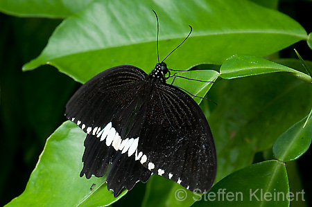 228 gewoehnlicher Mormone - Papilio polytes